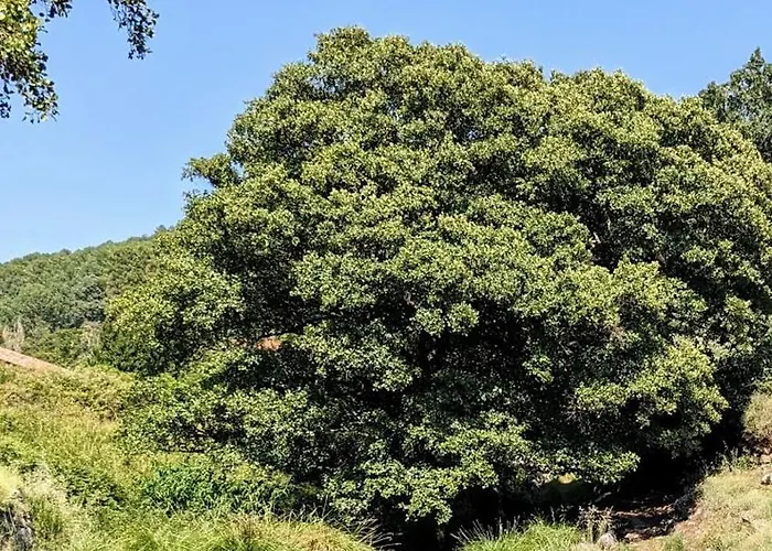Turístico Dalmacia At-cc-00769 * Gata